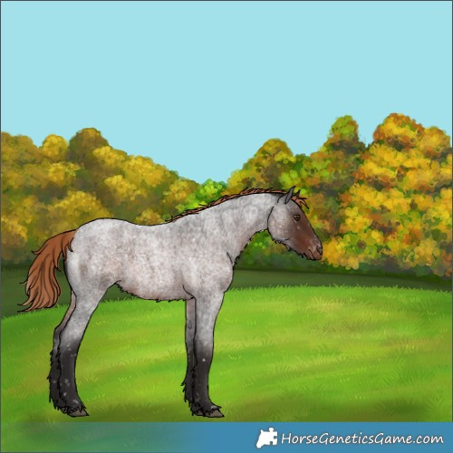 Horse Color:Liver Red Roan Appaloosa 