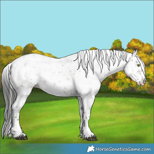 Horse Color:Liver Red Dun Sabino Appaloosa Rabicano 