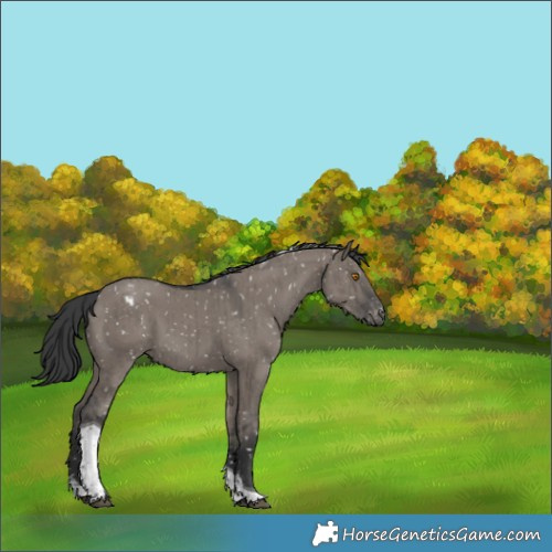 Horse Color:Grullo Sabino Tobiano Snowflake VarnishBrindle 