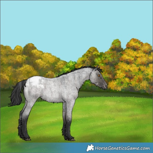 Horse Color:Grullo Roan Sabino Snowcap Brindle 