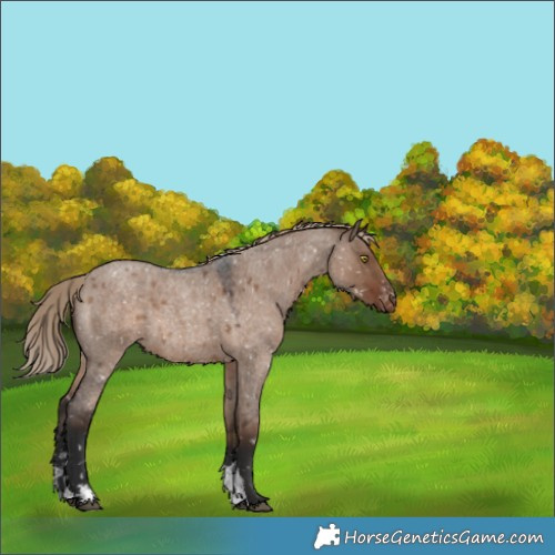 Horse Color:Liver Red Dun Roan Sabino Appaloosa 