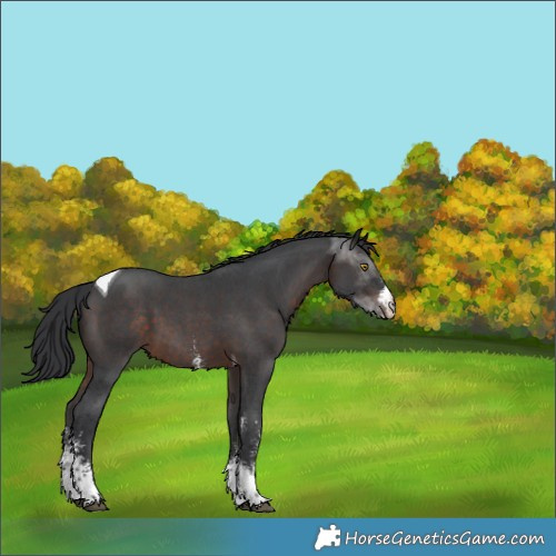 Horse Color:Brown Sabino Tobiano 