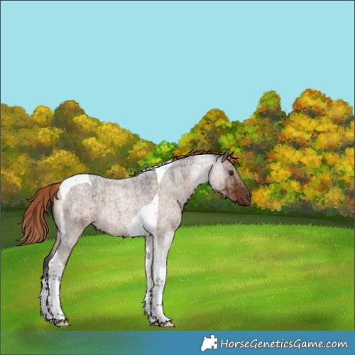 Horse Color:Liver Red Dun Roan Tobiano Brindle 