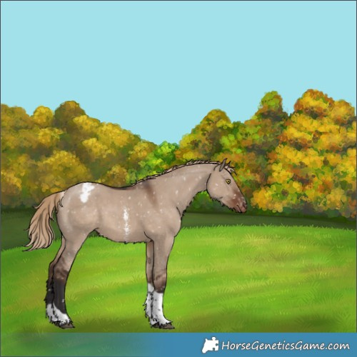 Horse Color:Liver Red Dun Sabino Tobiano Appaloosa 