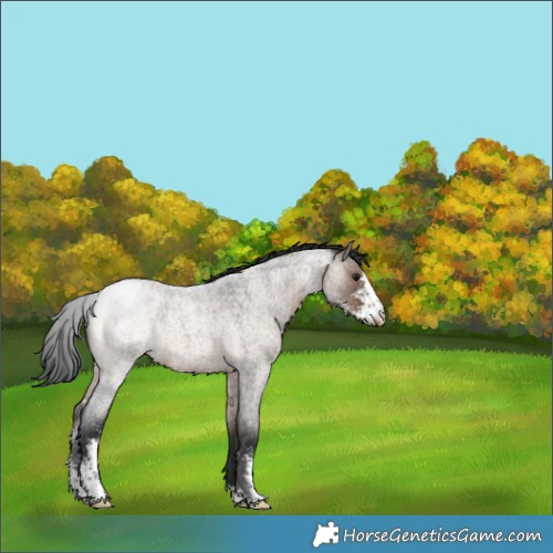 Horse Color:Brown Roan Dun Sabino Appaloosa 