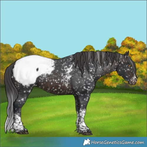 Horse Color:Brown Sabino Tobiano Appaloosa Rabicano 