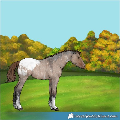 Horse Color:Liver Red Dun Roan Sabino Appaloosa 