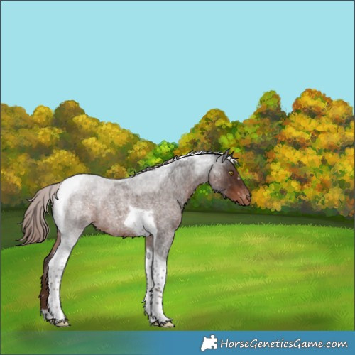 Horse Color:Liver Red Roan Tobiano Appaloosa Rabicano 