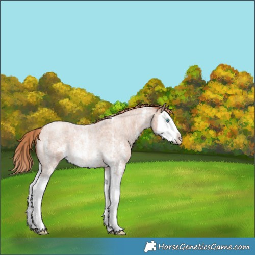 Horse Color:Gold Champagne Roan Sabino Splash Appaloosa Rabicano 