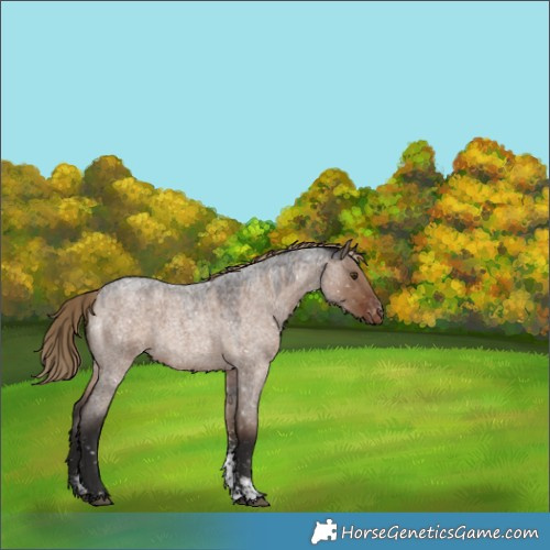 Horse Color:Liver Red Dun Roan Sabino Appaloosa