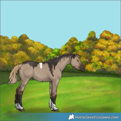 Horse Color:Liver Red Dun Tobiano Rabicano