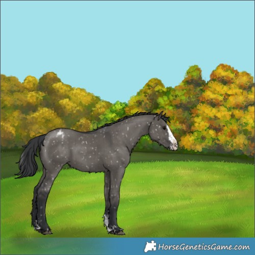 Horse Color:Grullo Sabino Splash Appaloosa Brindle 