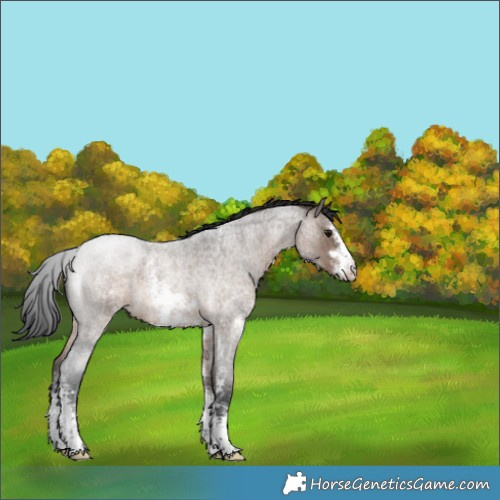 Horse Color:Brown Roan Dun Sabino Brindle