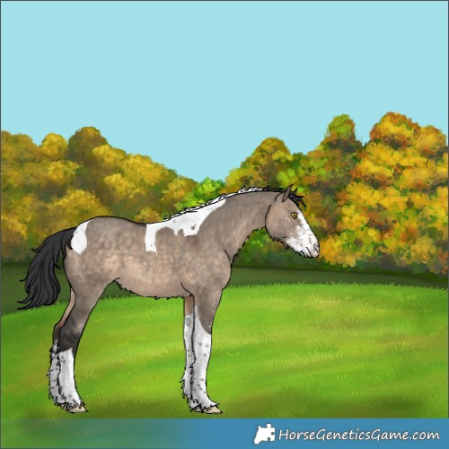 Horse Color:Brown Dun Sabino Tobiano