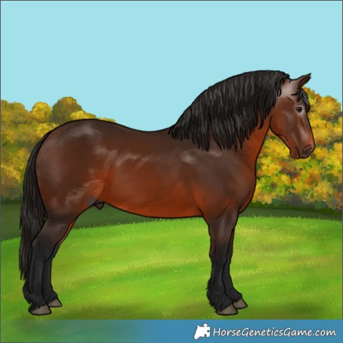 Horse Color:Gray Bay