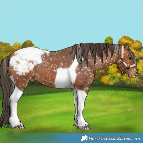 Horse Color:Bay Tobiano Appaloosa 