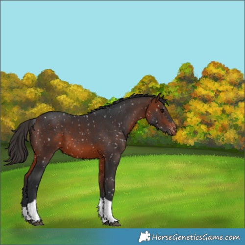 Horse Color:Bay Tobiano Appaloosa 