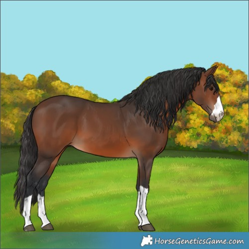 Horse Color:Brown 