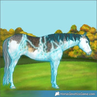 Horse Color:Thunderstruck Buckskin Splash 