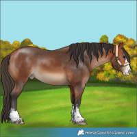 Horse Color:Bay Appaloosa 