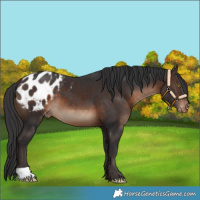 Horse Color:Brown Appaloosa 