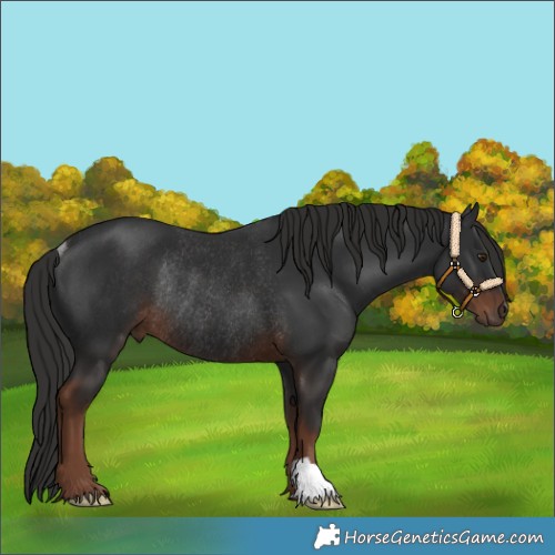 Horse Color:Liver Chestnut Rabicano 