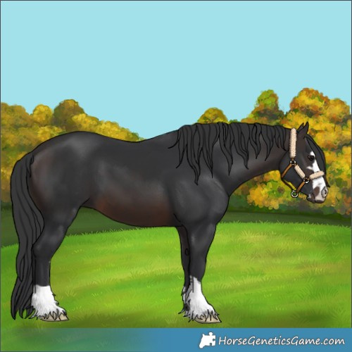 Horse Color:Brown 