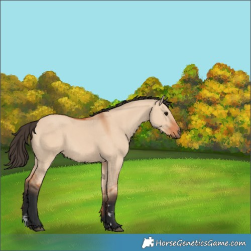 Horse Color:Bay Dun 