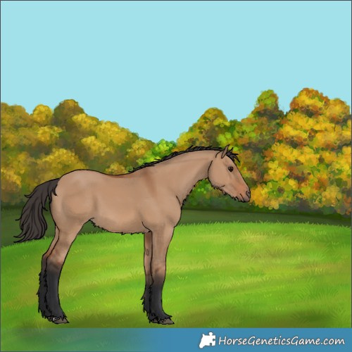 Horse Color:Unknown 