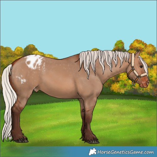 Horse Color:Silver Brown Dun Appaloosa 