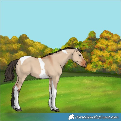 Horse Color:Unknown 