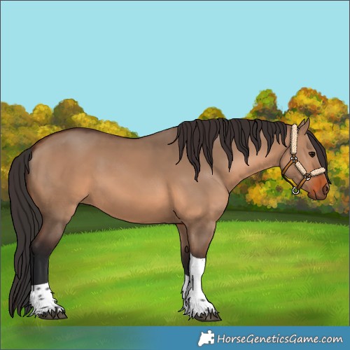 Horse Color:Brown Dun Tobiano 