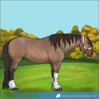 Horse Color:Brown Dun Tobiano 