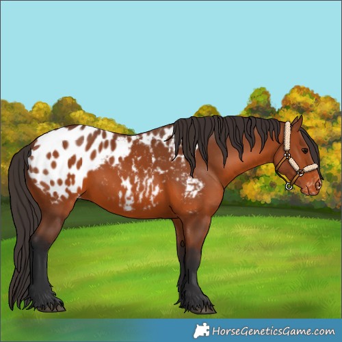 Horse Color:Bay Appaloosa 