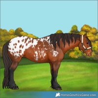 Horse Color:Bay Blanket 