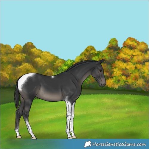 Horse Color:Black Tobiano 