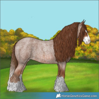 Horse Color:Red Roan Splash 