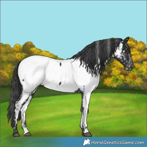 Horse Color:Liver Chestnut Appaloosa 