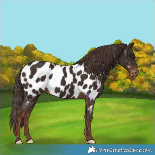 Horse Color:Liver Chestnut Appaloosa 