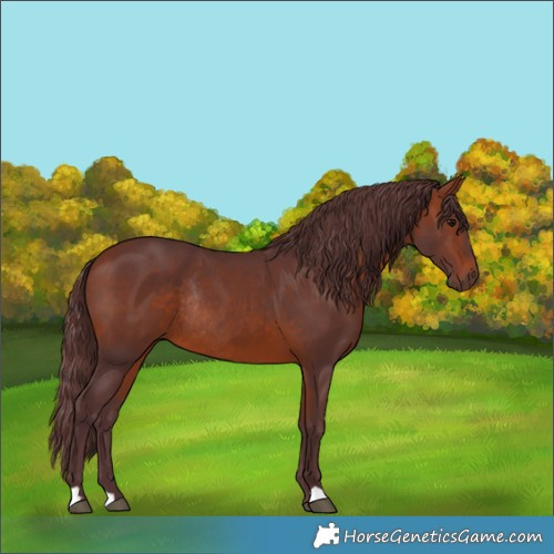 Horse Color:Chocolate Bay Rabicano 