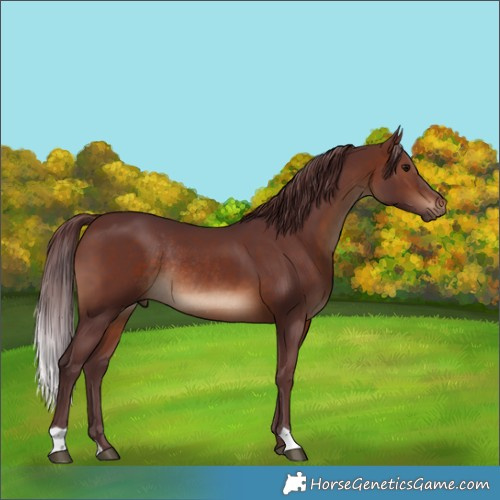 Horse Color:Chocolate Brown Rabicano 
