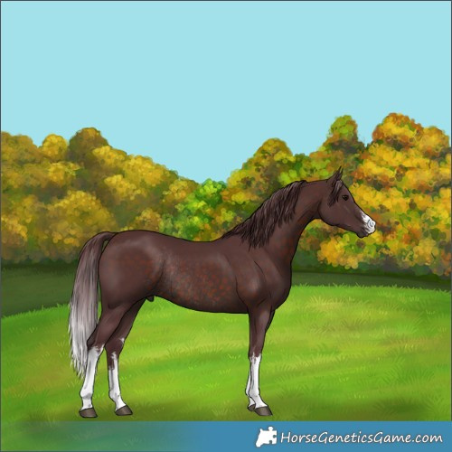 Horse Color:White Spotted Chocolate Brown Rabicano 