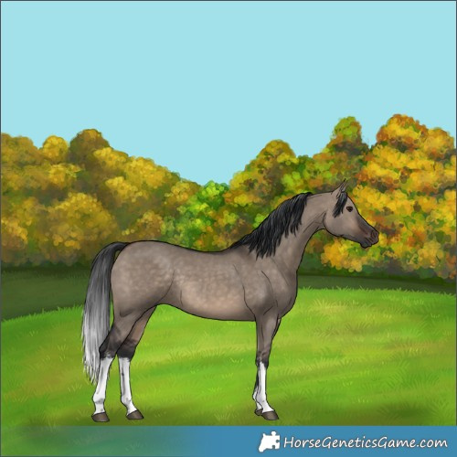 Horse Color:White Spotted Brown Dun Rabicano 