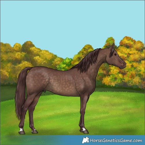 Horse Color:Chocolate Brown Dun Rabicano 