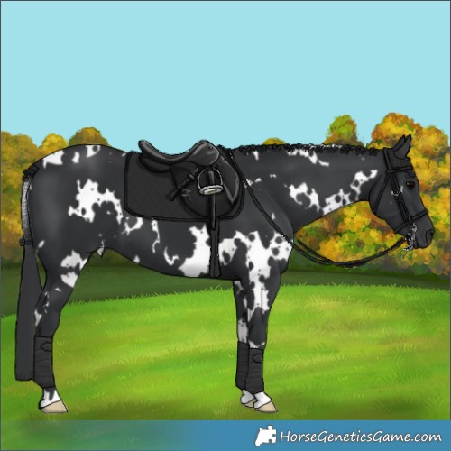 Horse Color:White Spotted Black 