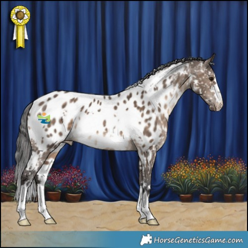Horse Color:White Spotted Brown Dun Appaloosa 