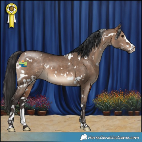 Horse Color:White Spotted Brown Dun 