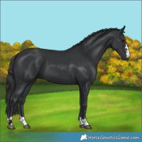 Horse Color:Black 
