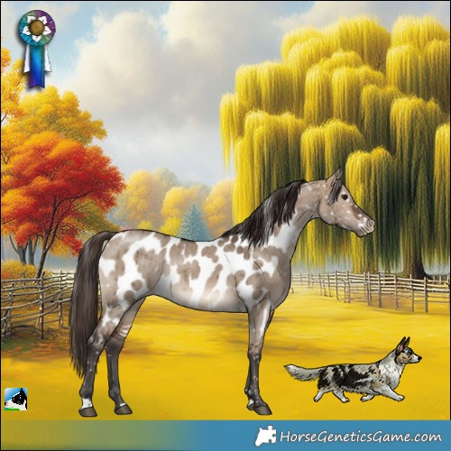 Horse Color:Brown Dun Appaloosa Rabicano Brindle 