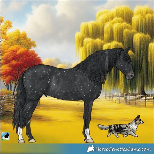 Horse Color:Black Appaloosa Rabicano 